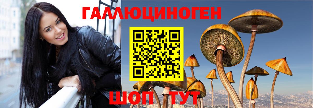 Галлюциногенные грибы Psilocybe Волжск